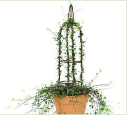 Live Topiaries | Indoor Topiary Plants & Accessories